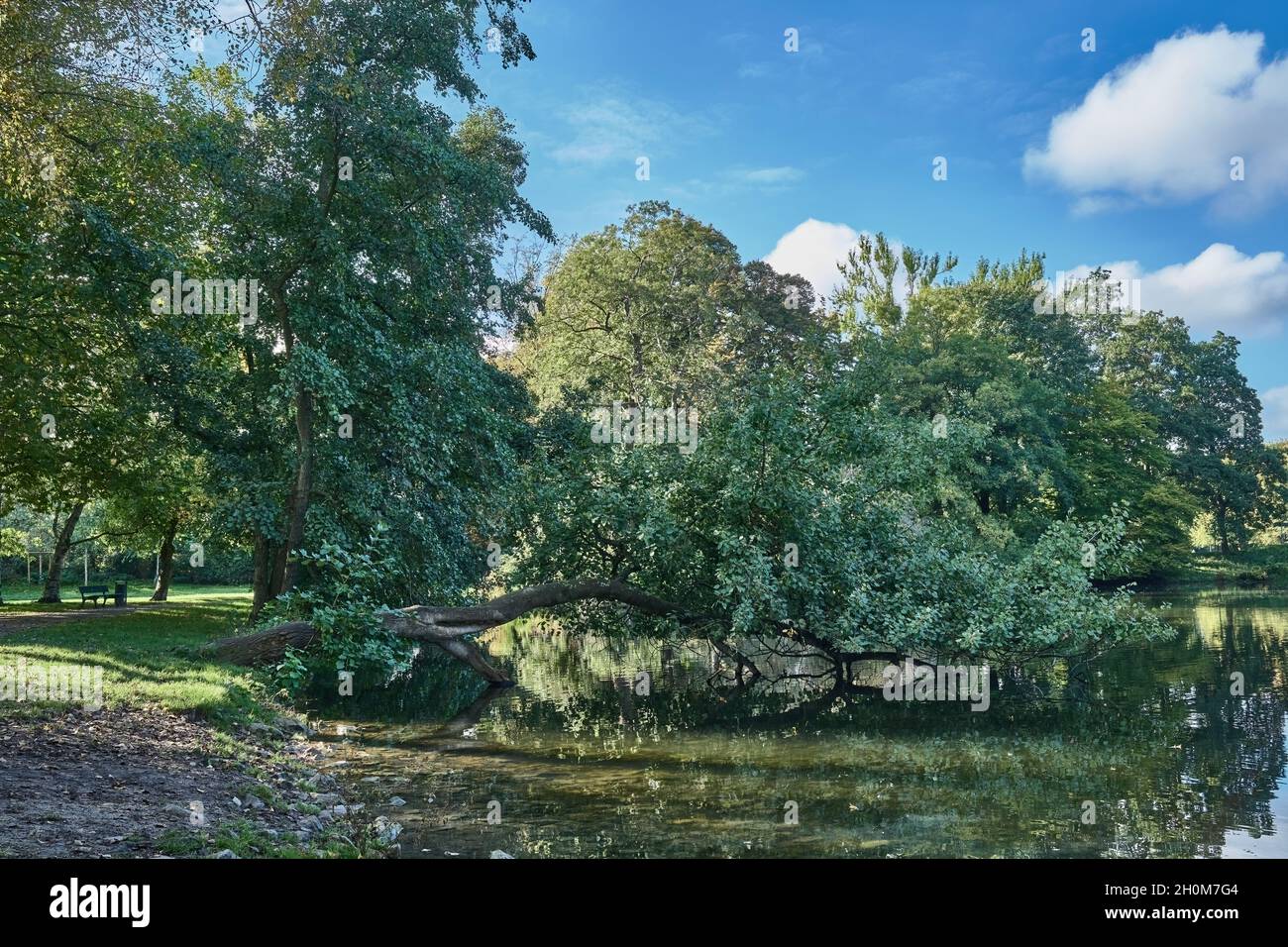 Alte baume hires stock photography and images Alamy