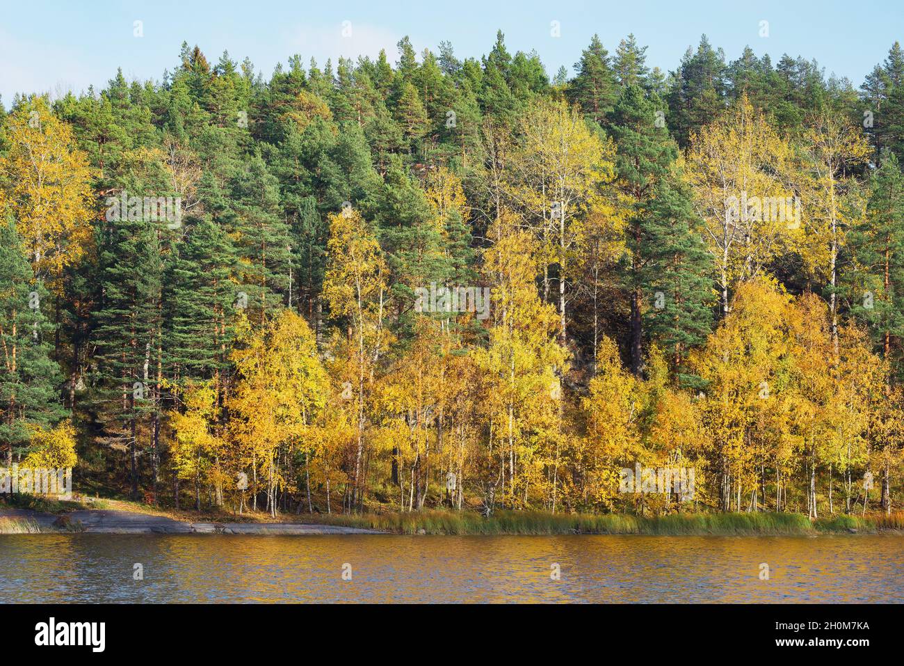 Trees on the cliffs of Lake Ladoga at autumn evening. Republic of Karelia. Russia. Stock Photo