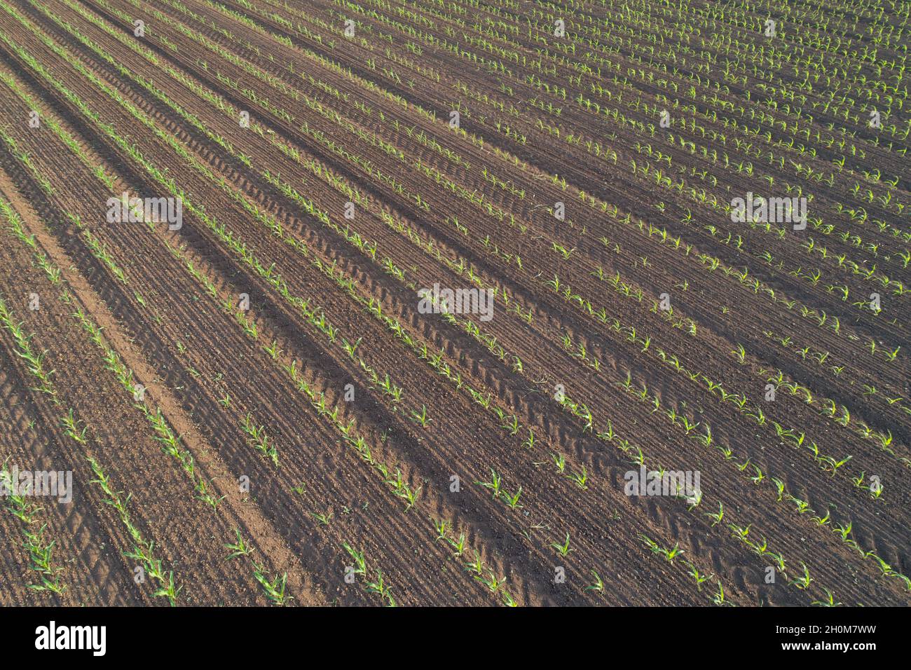 Corn rows abstract hi-res stock photography and images - Alamy