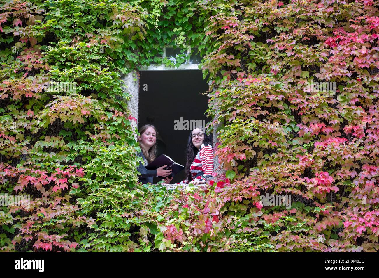 Picture dated October 8th shows Naomi Jennings (left) a classics student at St JohnÕs College in Cambridge and Sara dÕAttanasio a maths student  sitting by the Boston ivy that surrounds their room as they returned for their  second year at the University this week.  The largest wall of Boston Ivy in Britain is putting on a stunning display today (Fri) after turning a blaze of red as the UK enjoys a warm day with highs of 21C in some parts of the country. The magnificent 170-year-old ivy on the back of the building at St JohnÕs College in Cambridge is changing from green to scarlet as the stude Stock Photo