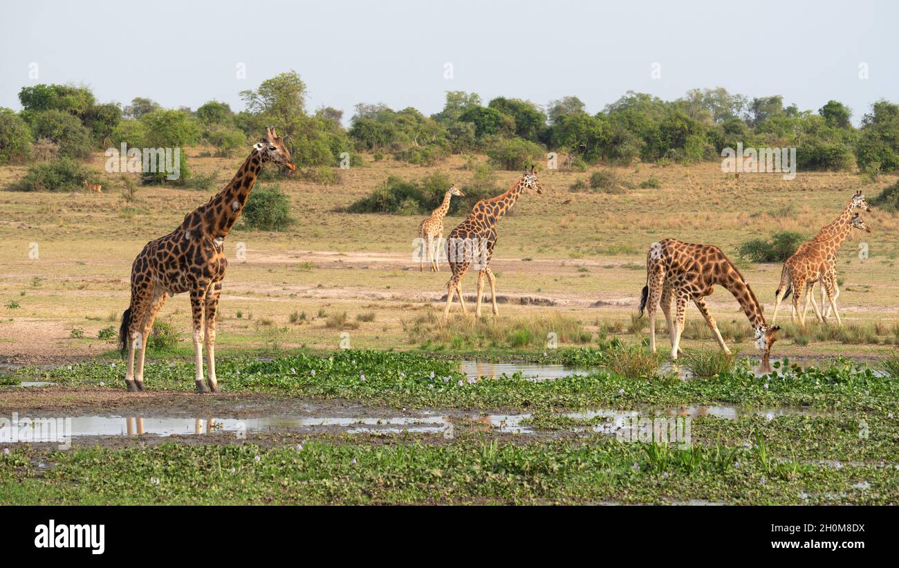 Spotted giraffes on grassy hi-res stock photography and images - Alamy