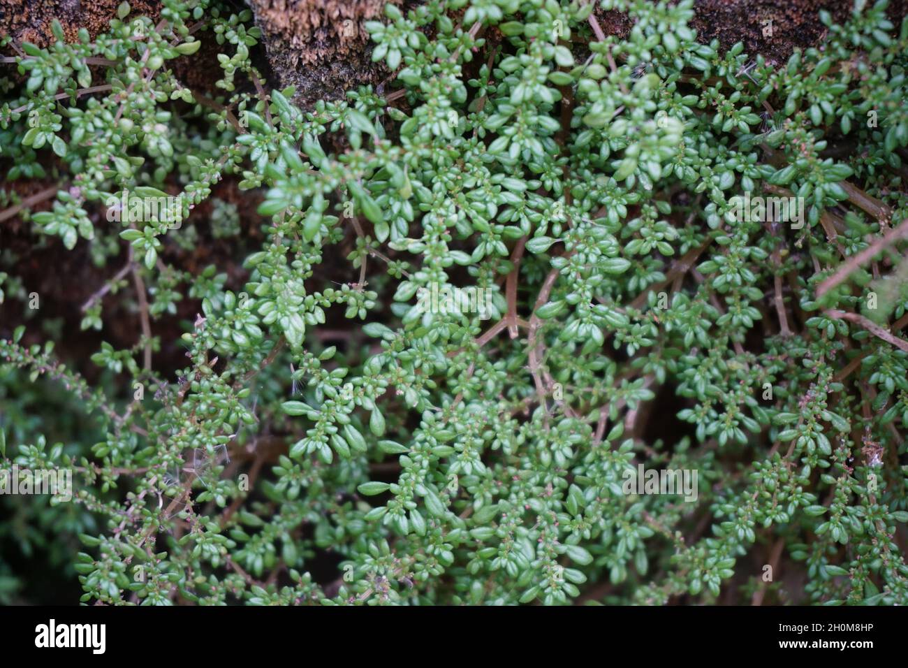 Pilea microphylla (Also called rockweed, artillery plant, gun powder ...