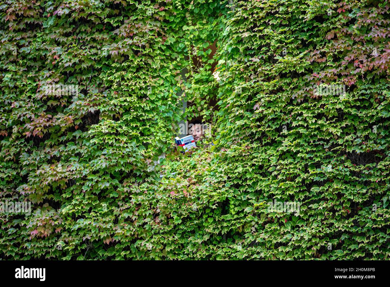 Picture dated October 8th shows Zahir Shah a medical student at St JohnÕs College in Cambridge peaking through the Boston ivy that covers the window to his room as he returns to studies for his second year at the University this week.  The largest wall of Boston Ivy in Britain is putting on a stunning display today (Fri) after turning a blaze of red as the UK enjoys a warm day with highs of 21C in some parts of the country. The magnificent 170-year-old ivy on the back of the building at St JohnÕs College in Cambridge is changing from green to scarlet as the students return to university. The b Stock Photo