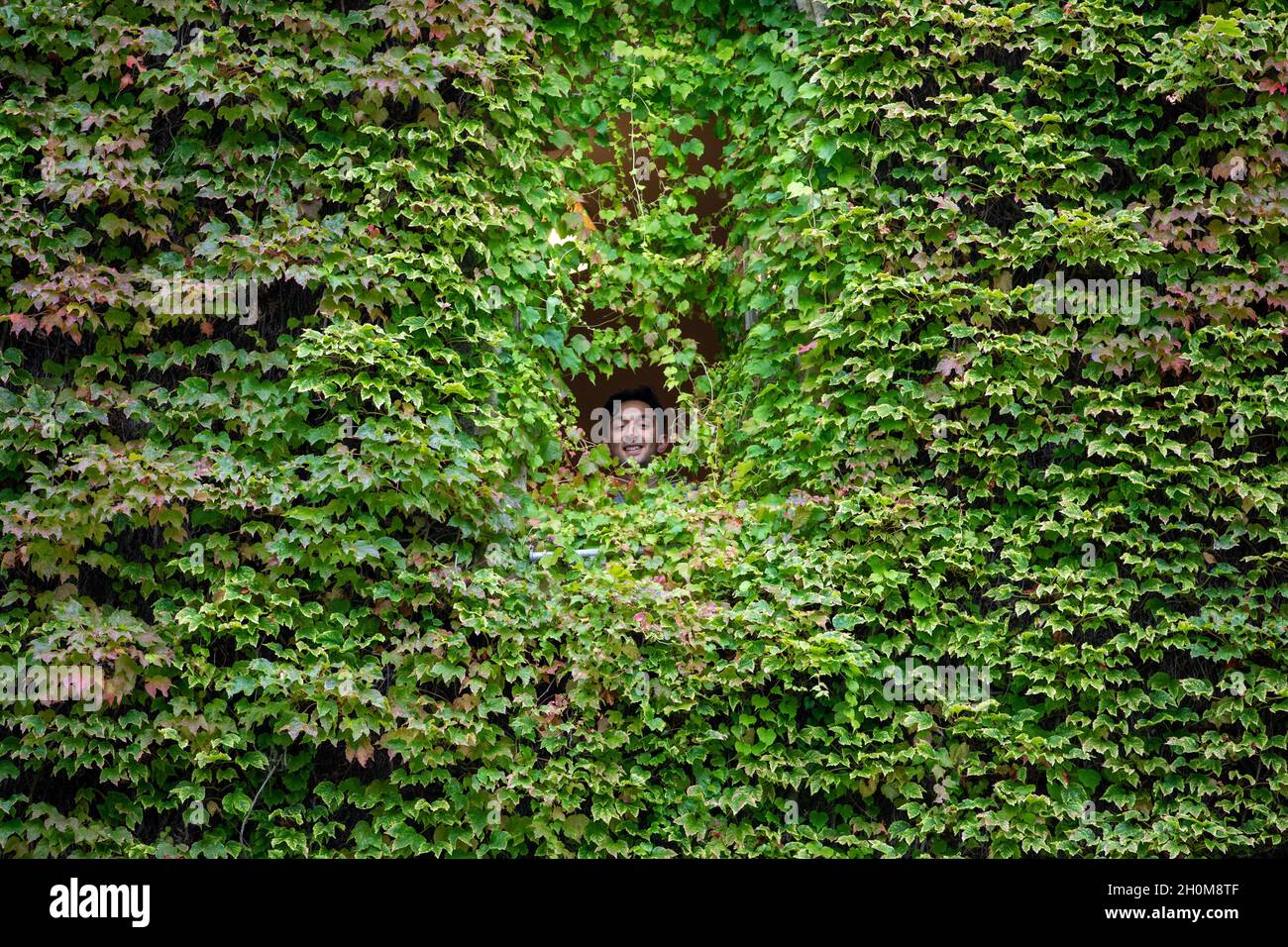 Picture dated October 8th shows Zahir Shah a medical student at St JohnÕs College in Cambridge peaking through the Boston ivy that covers the window to his room as he returns to studies for his second year at the University this week.  The largest wall of Boston Ivy in Britain is putting on a stunning display today (Fri) after turning a blaze of red as the UK enjoys a warm day with highs of 21C in some parts of the country. The magnificent 170-year-old ivy on the back of the building at St JohnÕs College in Cambridge is changing from green to scarlet as the students return to university. The b Stock Photo