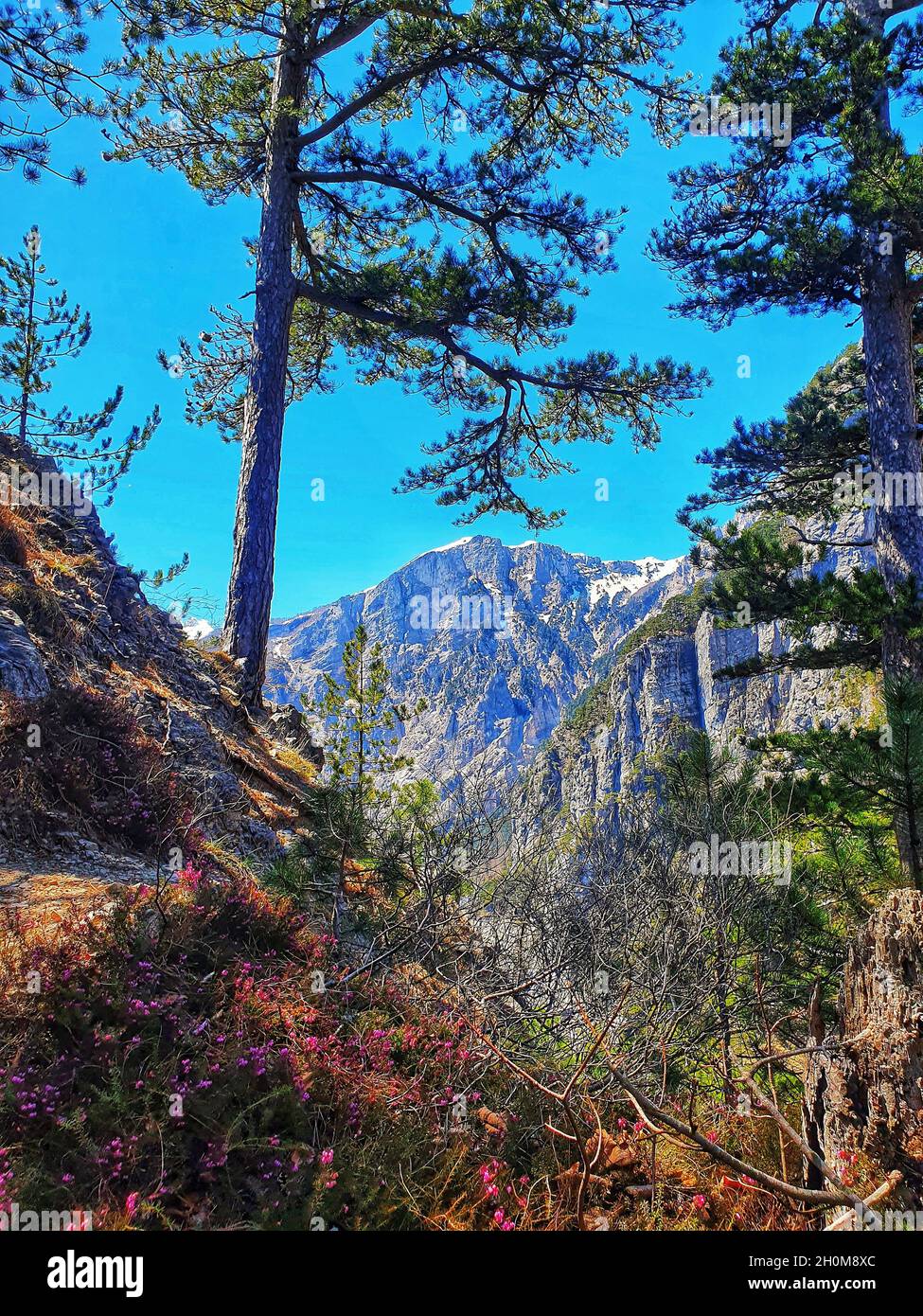 Pine trees mountains rocks hi-res stock photography and images - Alamy