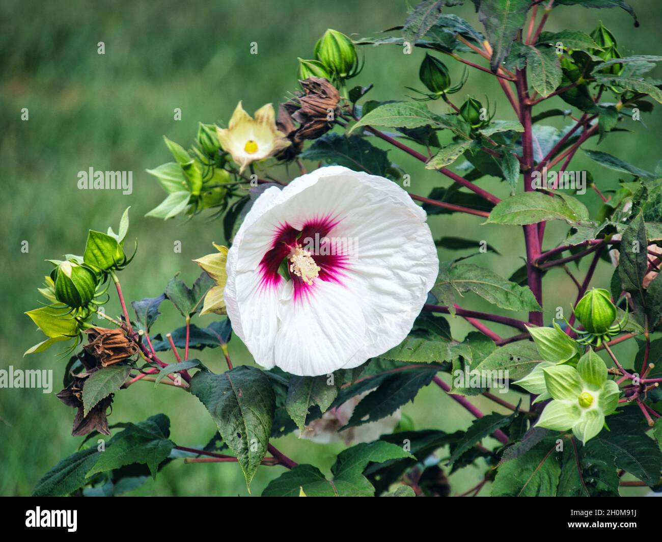 Closeup shot of 'Luna White' Hibiscus flower and buds in the garden against a green background Stock Photo