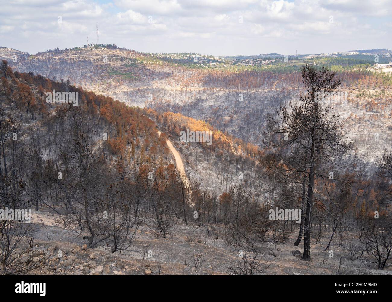 Burnt trees after a wildfire in the mediterranean woodland on the Judea mountains near Jerusalem, Israel. Stock Photo