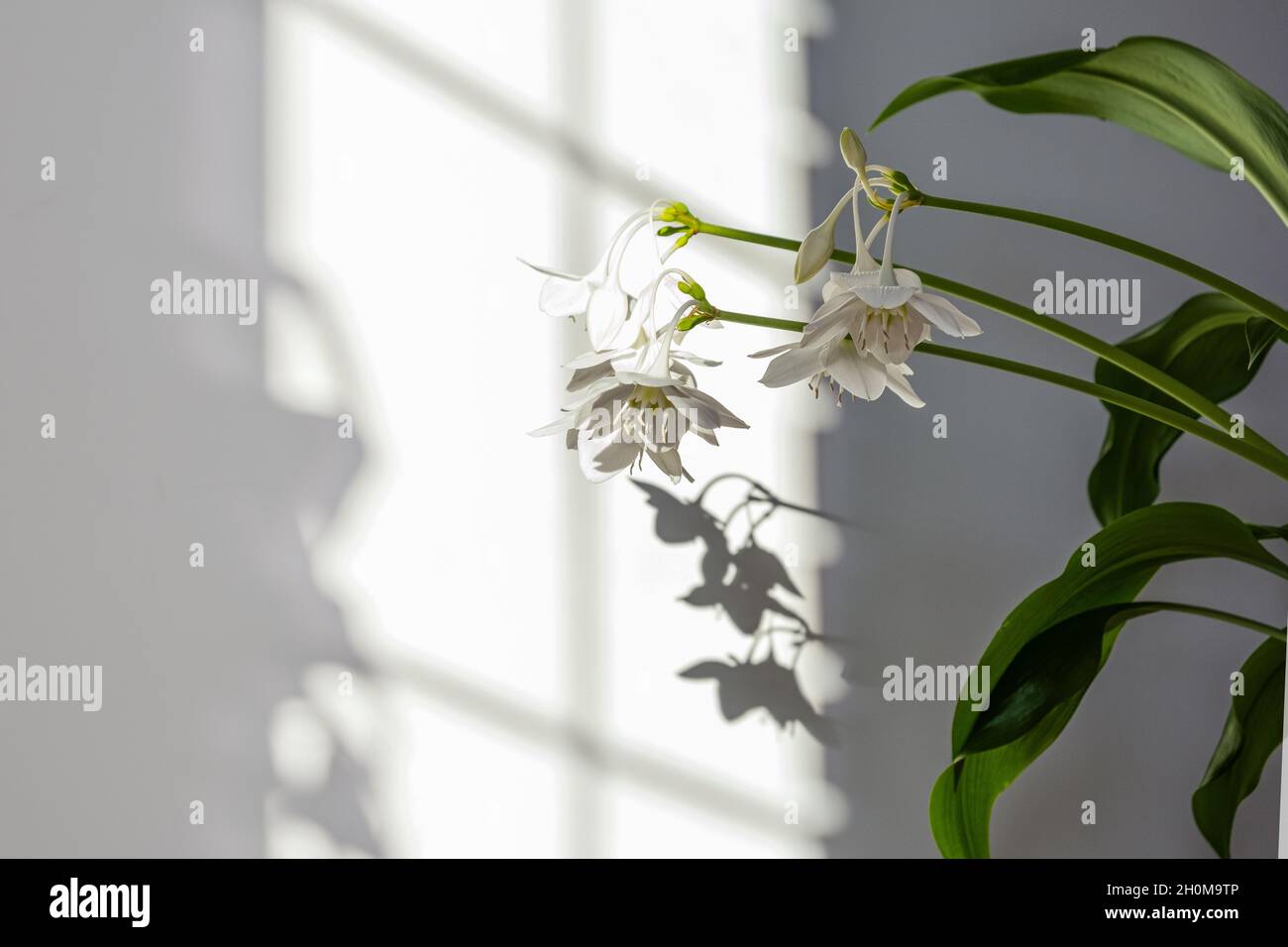 Eucharis green leaves for composition design. Plant in pot tropical leaves background on grey background. Daylight, harsh shadows Stock Photo