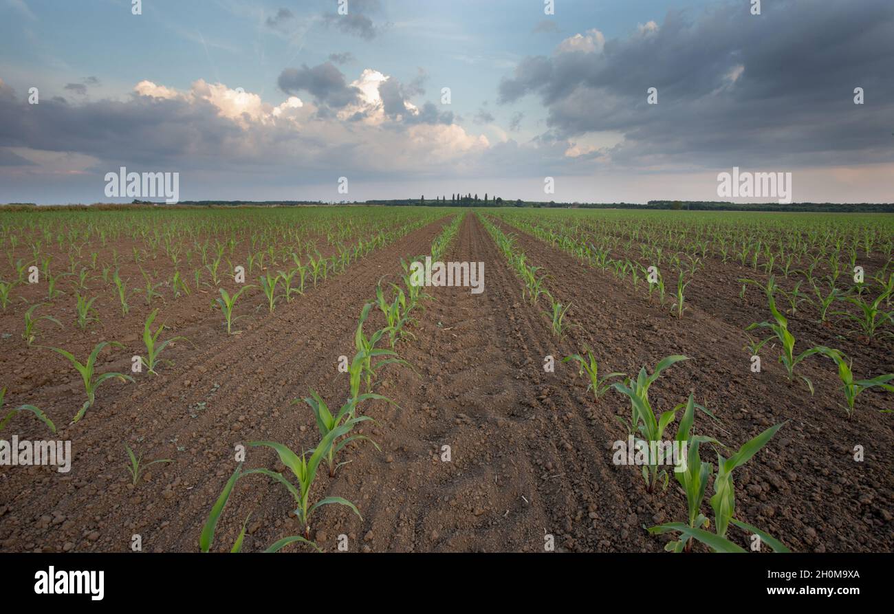 Young corn sprouts in rows on field in springtime Stock Photo