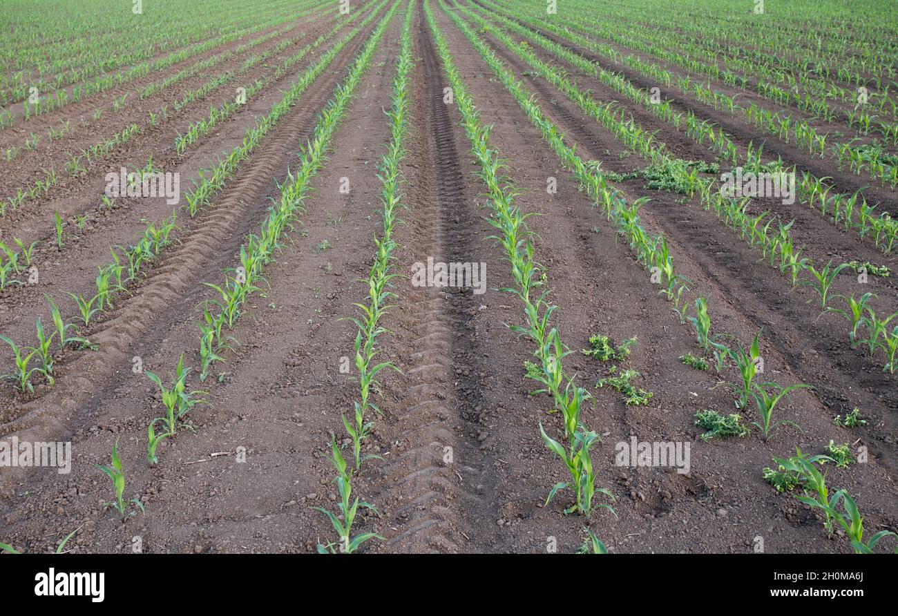 Young corn sprouts in rows on field in springtime Stock Photo