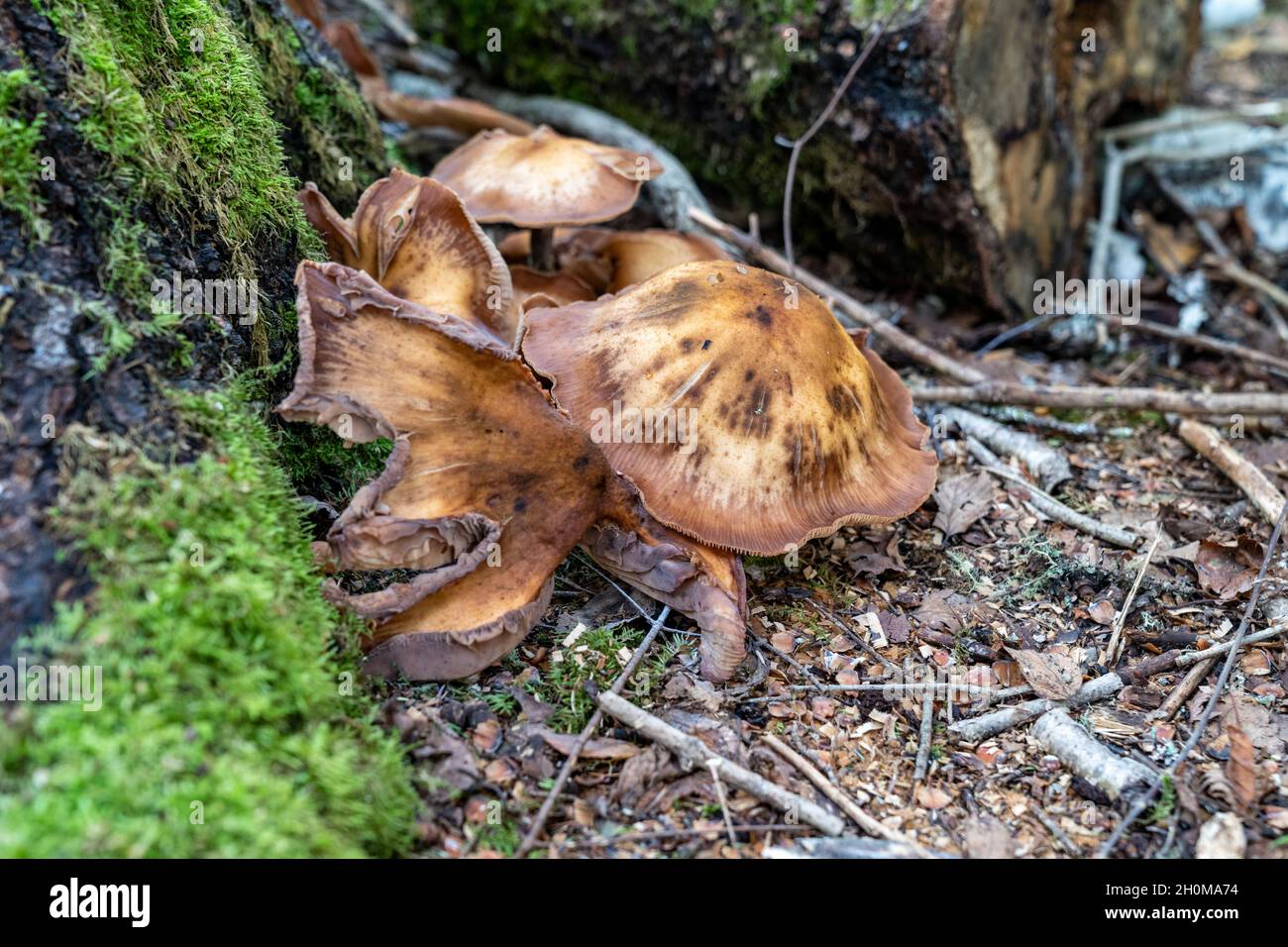 Honey Fungus mushrooms growing in the forest, taken in Grand Portage