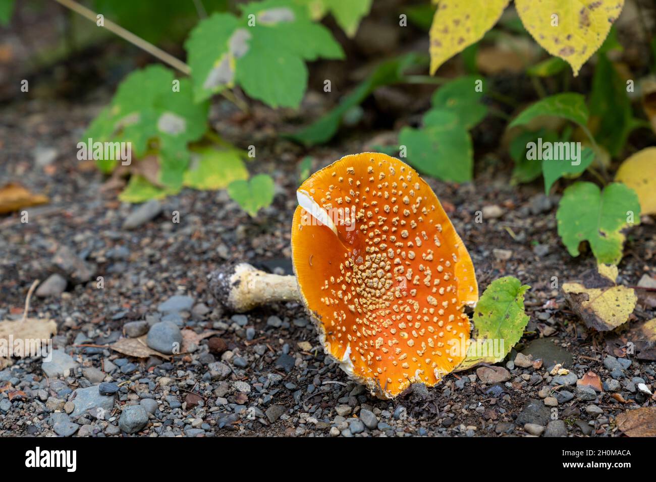 A Fly Agaric mushroom, uprooted on the forest floor, taken in Grand Portage State Park in Minnesota Stock Photo