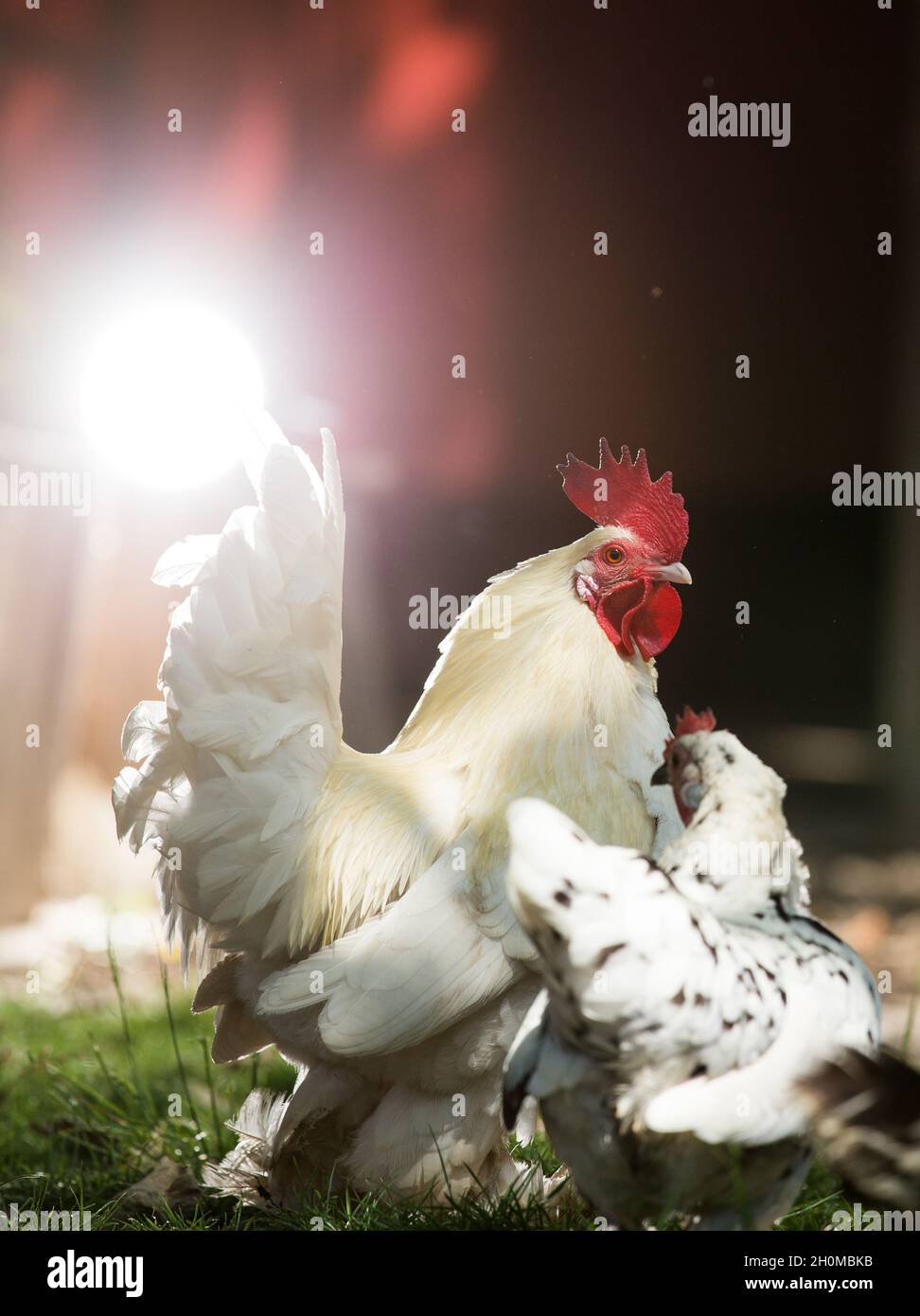 chicken main image 0