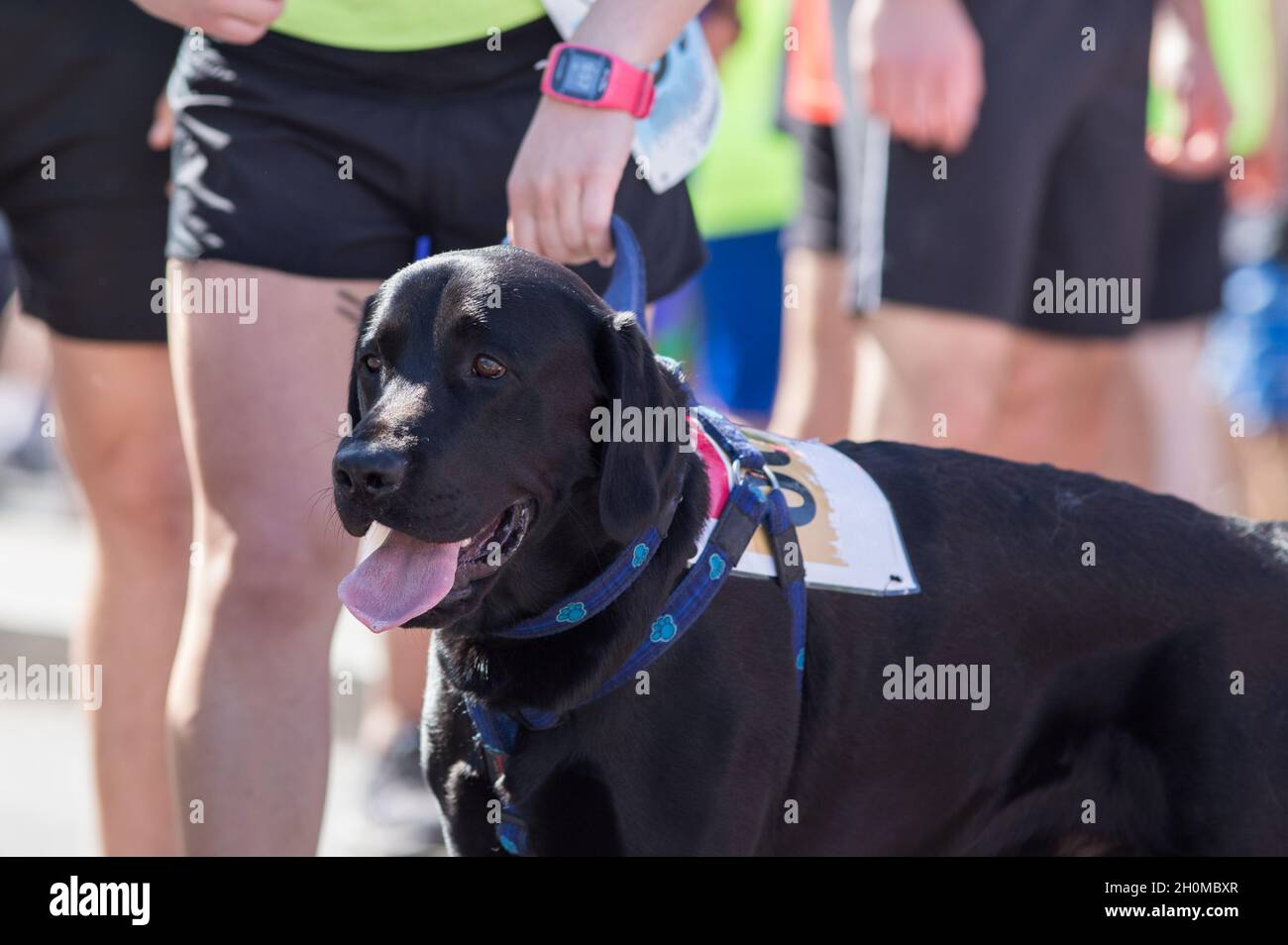 Dog Racing Numbers Dog with racing number and with owner waiting marathon to start Stock ...
