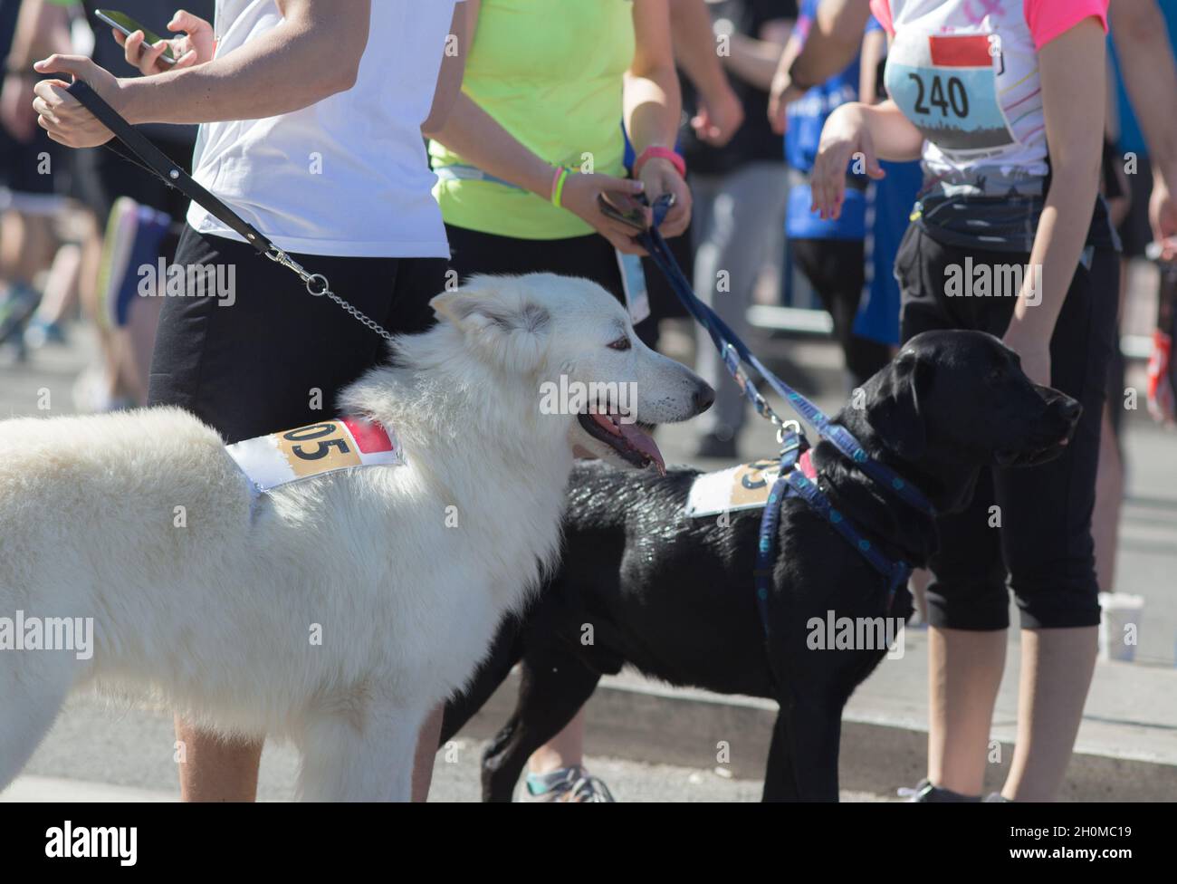 Dog Racing Numbers Two dogs with racing numbers and with owners waiting marathon to start ...