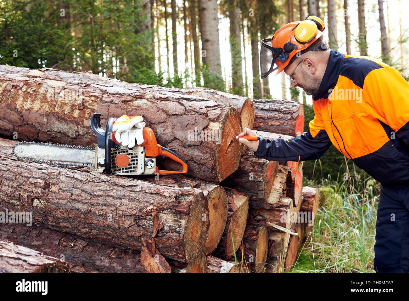 Professional lumberjack with protective workwear and chainsaw working in a forest Stock Photo