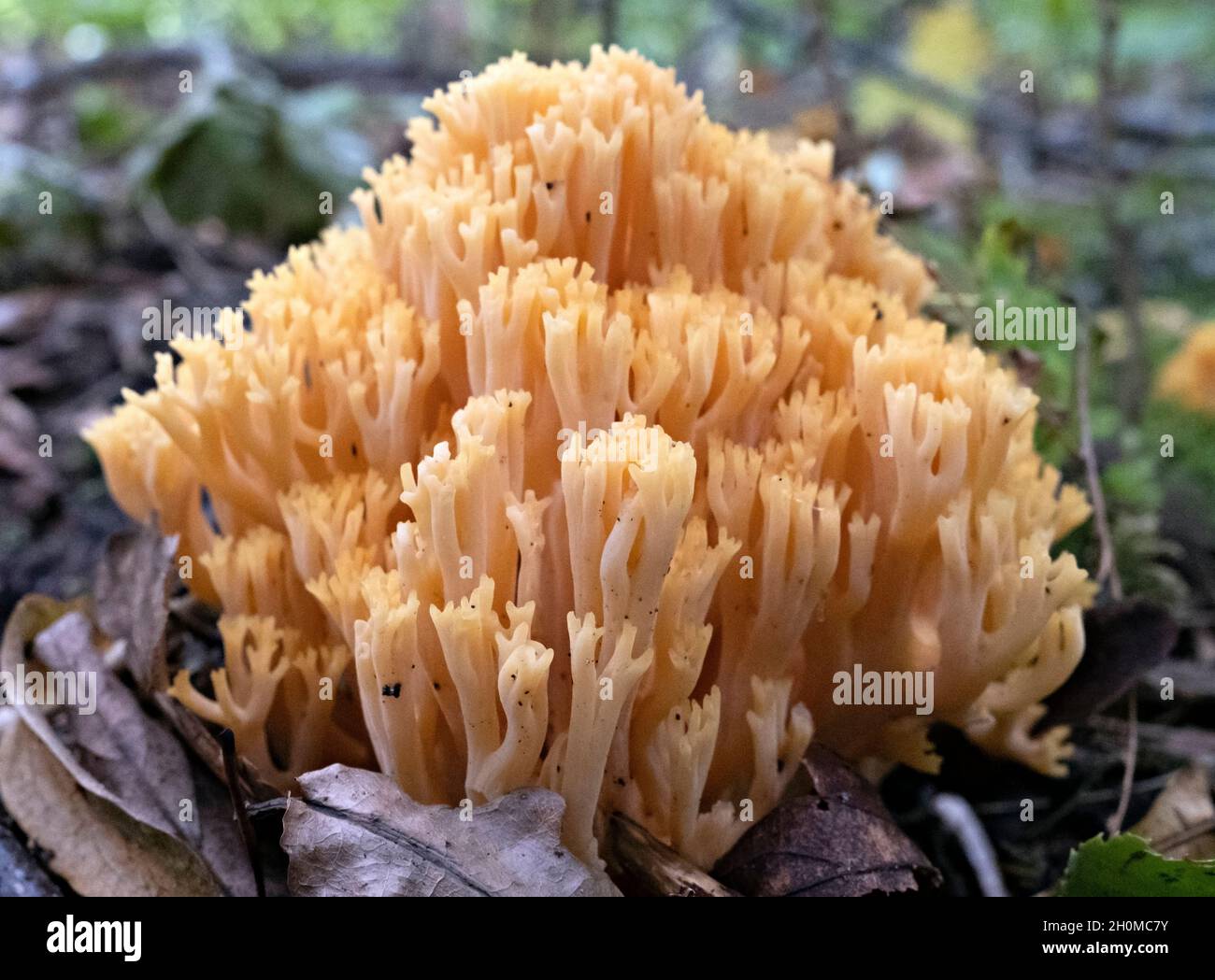 Clavicorona pyxidata, the crown-tipped coral fungus Stock Photo
