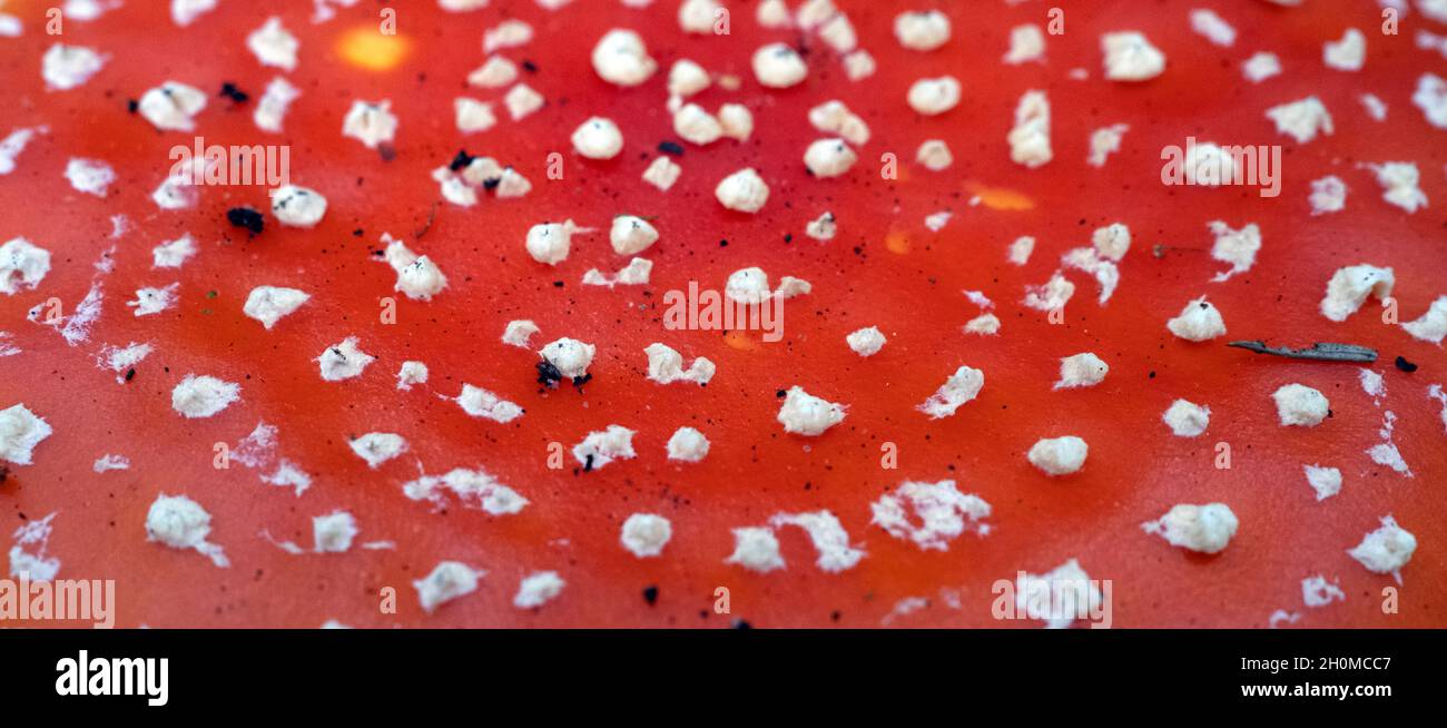 Amanita muscaria, commonly known as the Fly Agaric or Fly Amanita mushroom white-spotted red surface in closeup Stock Photo