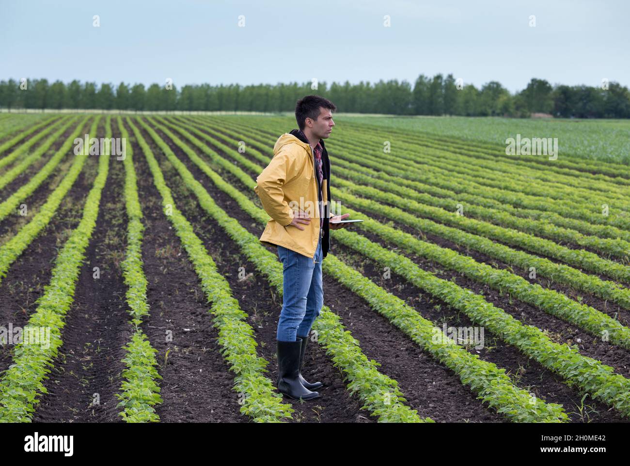 Young handsome farmer with tablet standing in soybean field in spring. Agribusiness and innovation concept Stock Photo