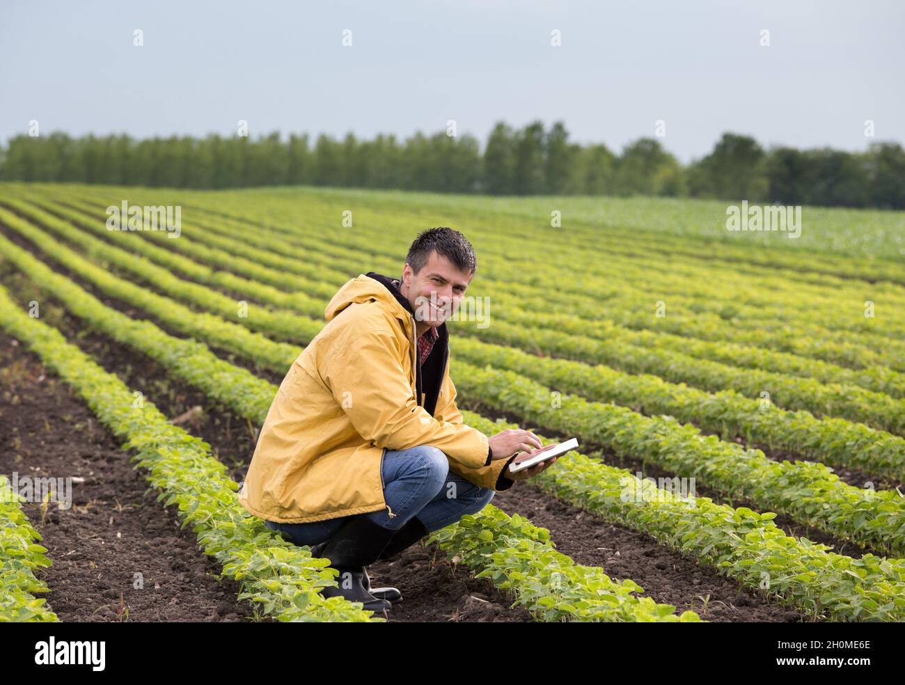 Young handsome farmer with tablet squatting in soybean field in spring. Agribusiness and innovation concept Stock Photo