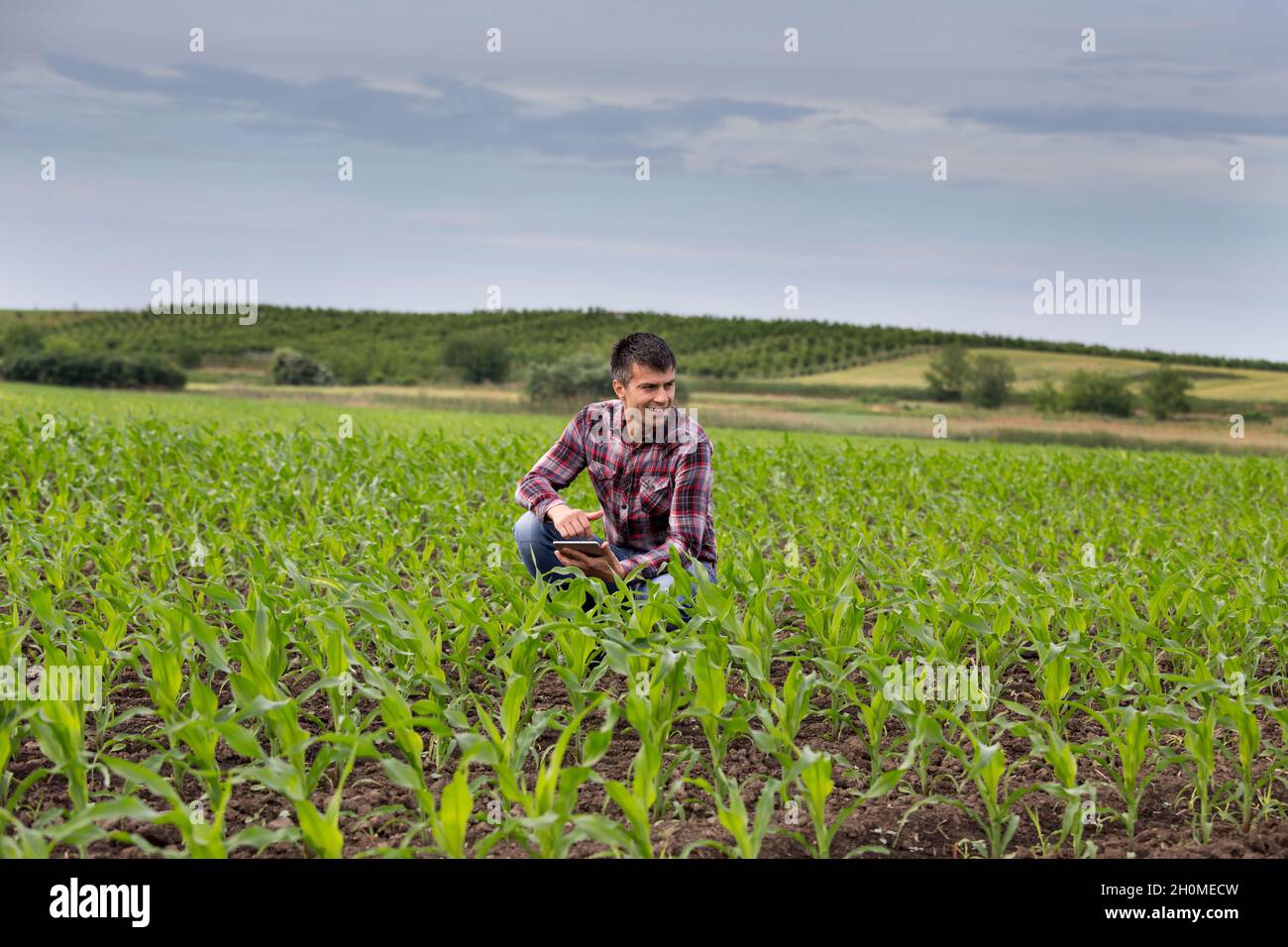 Young handsome farmer with tablet squatting in corn field in spring. Agribusiness and innovation concept Stock Photo