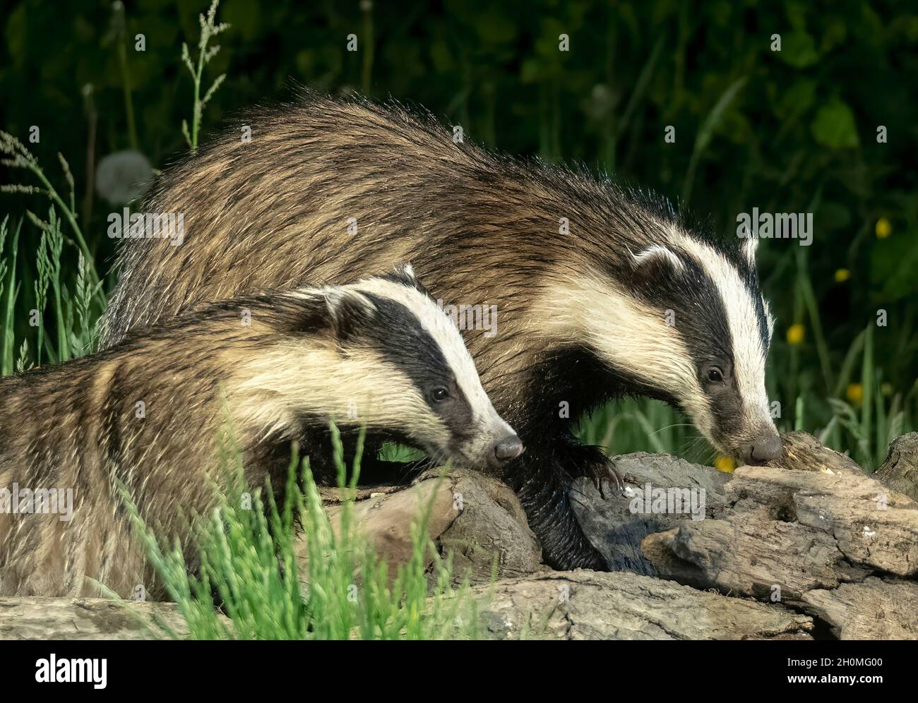 Eurasian Badgers Hawick, Scottish Borders Stock Photo - Alamy