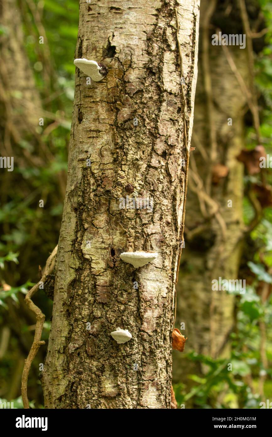 Bracket fungi sprouting on the side of birch tree trunk Stock Photo - Alamy