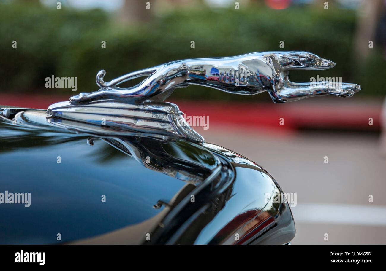 Greyhound hood ornament on a restored black vintage automobile from the
