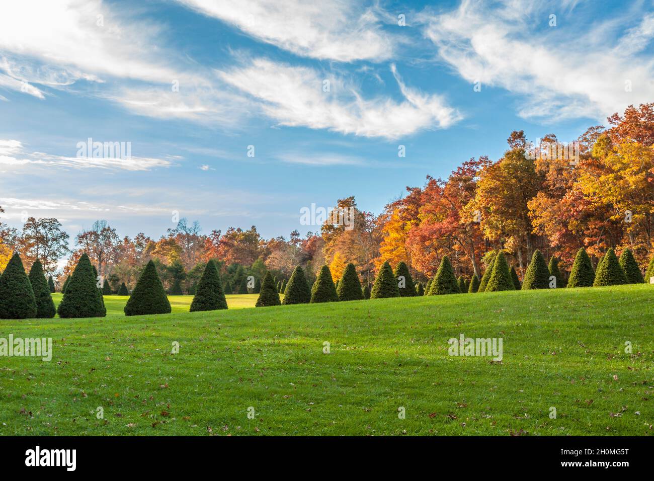 Trimmed Christmas trees line the road inside the Raccoon Holler
