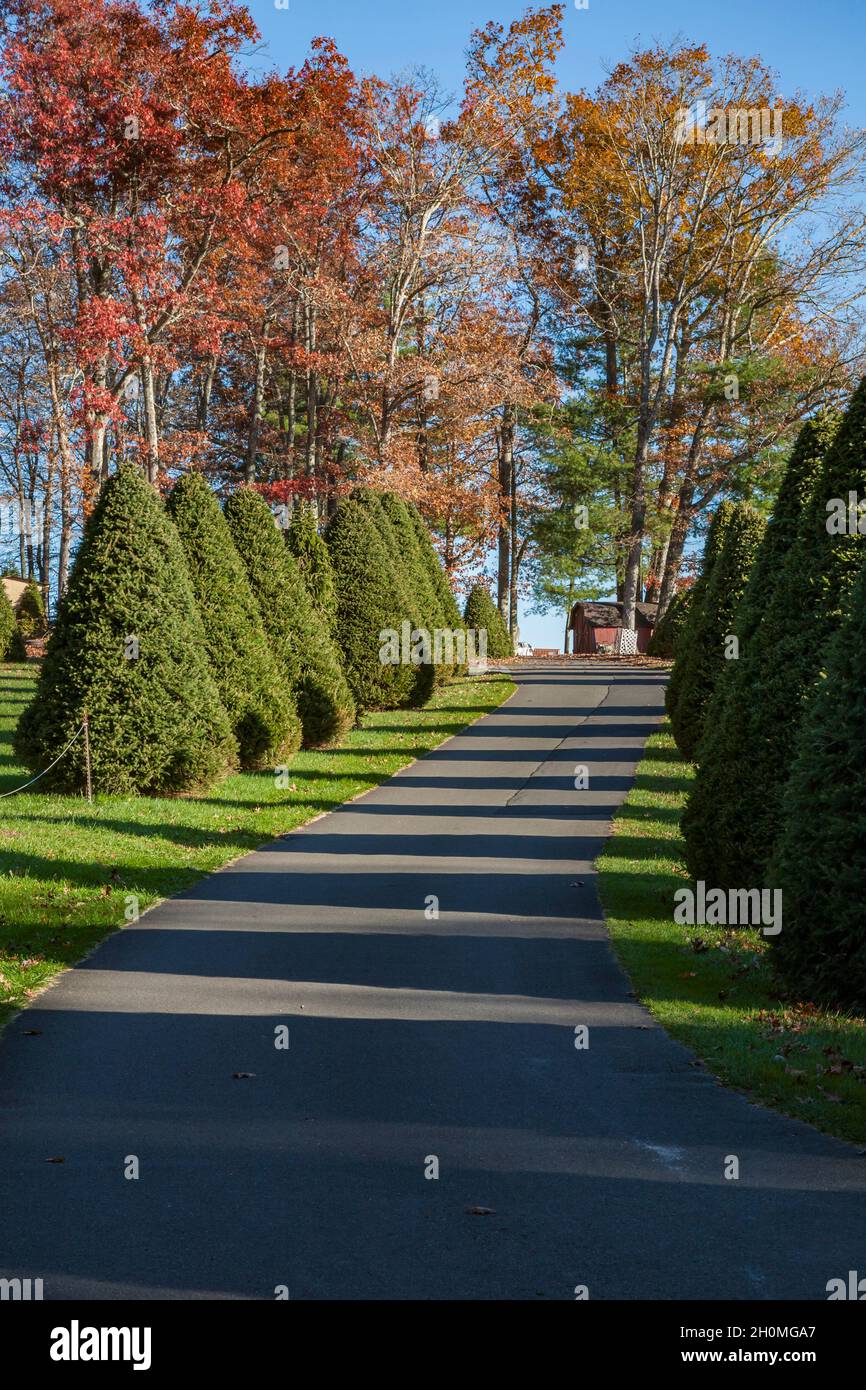 Trimmed evergreen trees line the road inside the Raccoon Holler