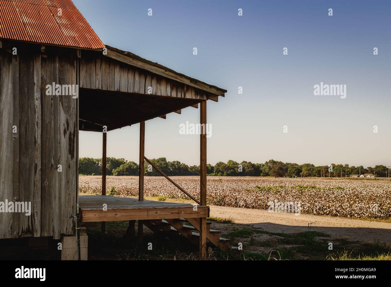Tunica Mississippi cotton field and shack in the Mississippi Delta, USA Stock Photo Alamy
