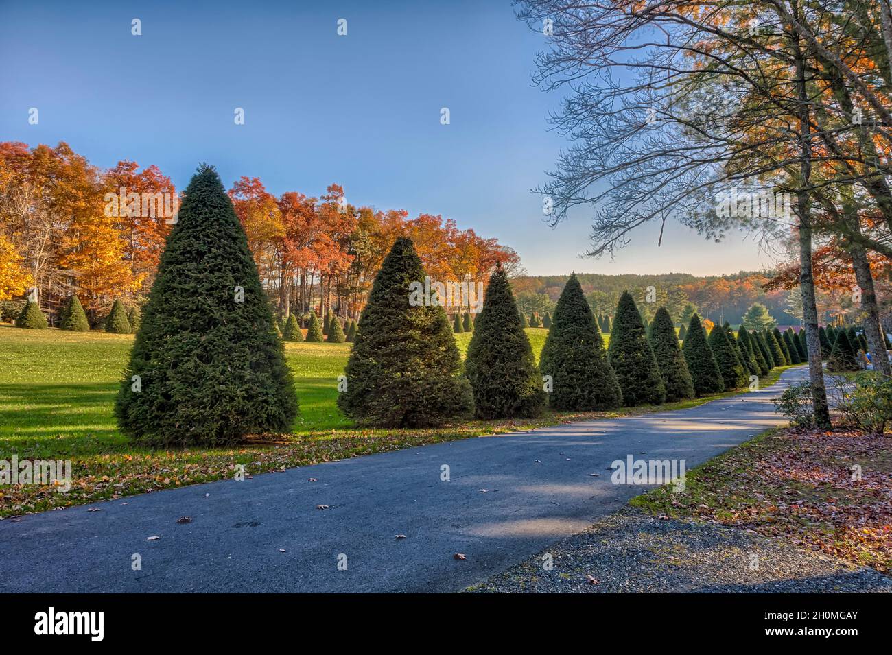 Trimmed evergreen trees line the road inside the Raccoon Holler