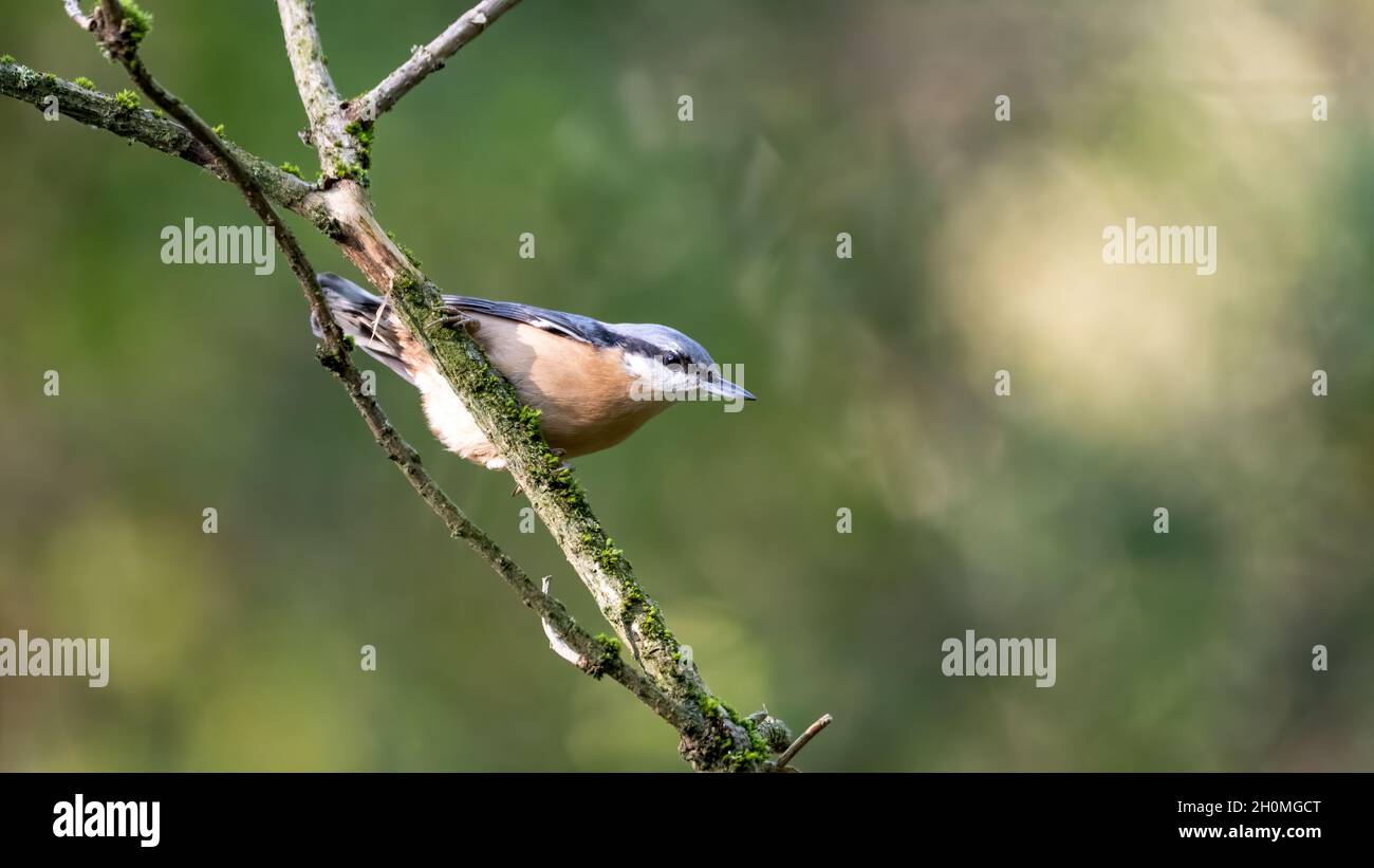 bird, natur, robin, wild lebende tiere, tier, wild, schnabel, ast, bird Stock Photo