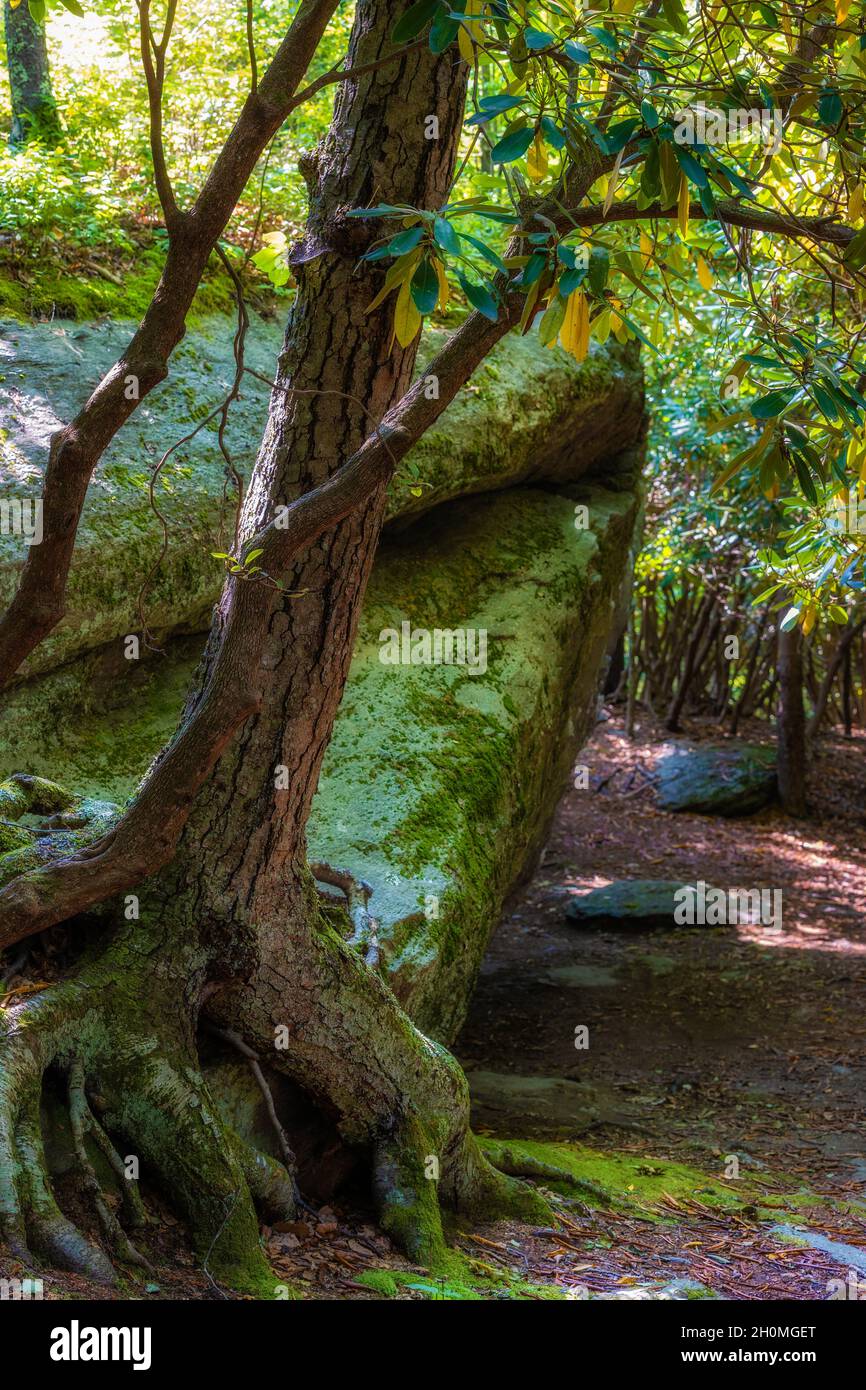 Rhododendron tree grows over the base of a large boulder in Grayson Highlands State Park in Virgina's Highlands near Mount Rogers and Whitetop Mountain Stock Photo