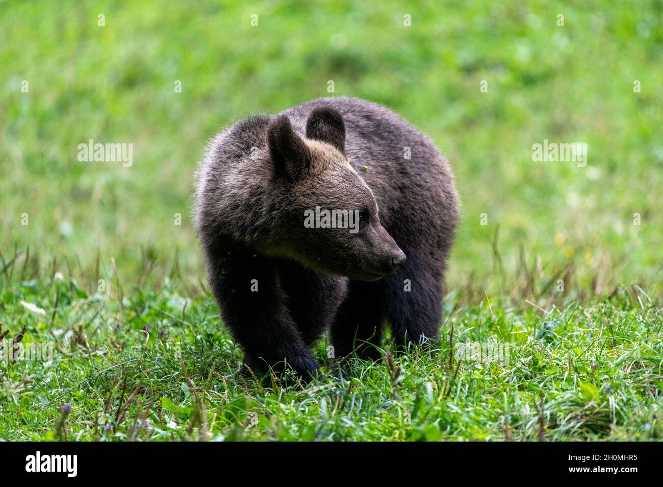 Brown Bear Cub in Transylvania (Baile Homorod, Romania) Stock Photo