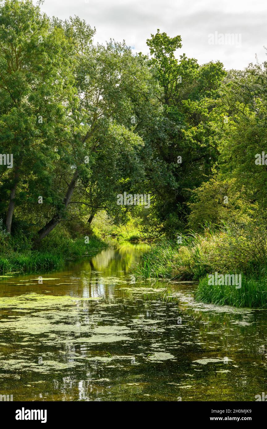 Overhanging trees hi-res stock photography and images - Alamy