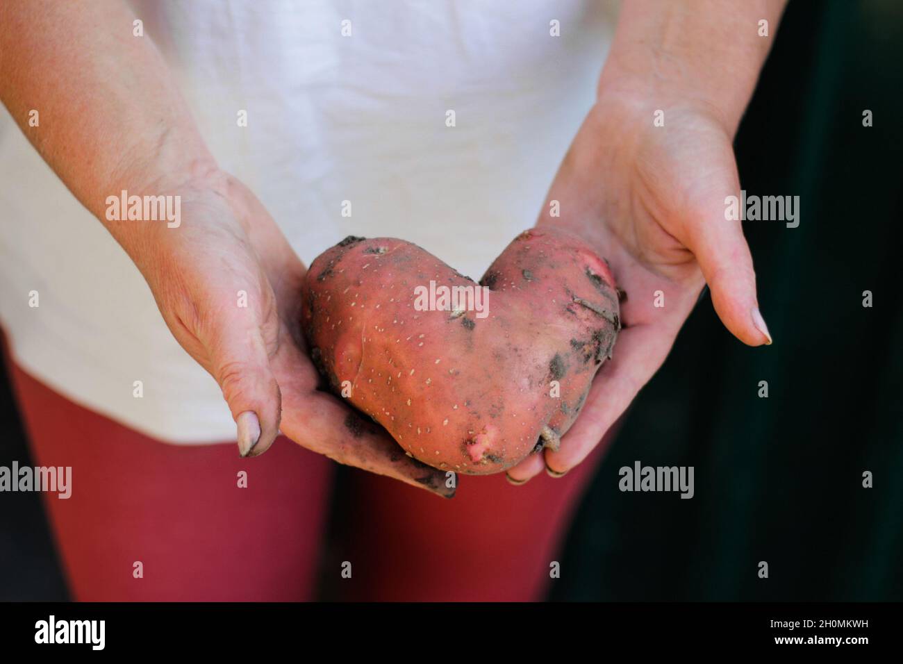 Female hand holding one pink potato in heart shape. Farmer holding in hands the harvest of potato on black dark background. Organic vegetables. Farmin Stock Photo