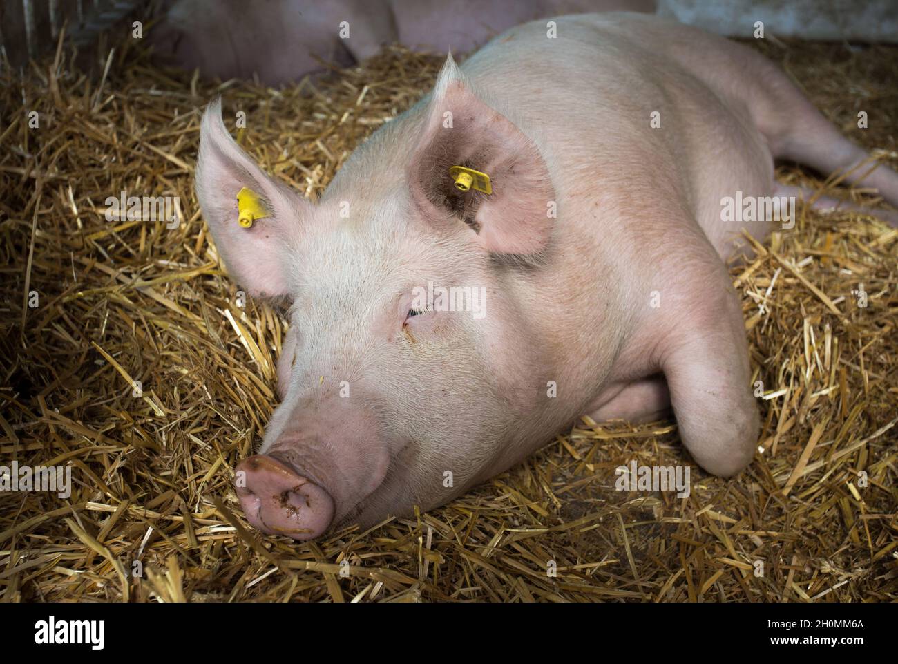 Pig (Large white swine) sleeping on straw in pen Stock Photo
