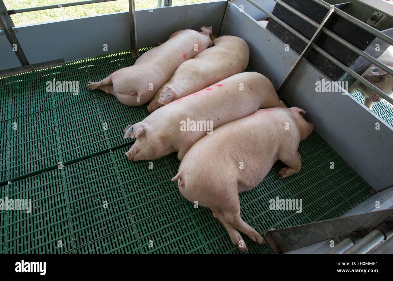 Group of sows (Large white swine) sleeping on modern plastic floor in a pigpen Stock Photo