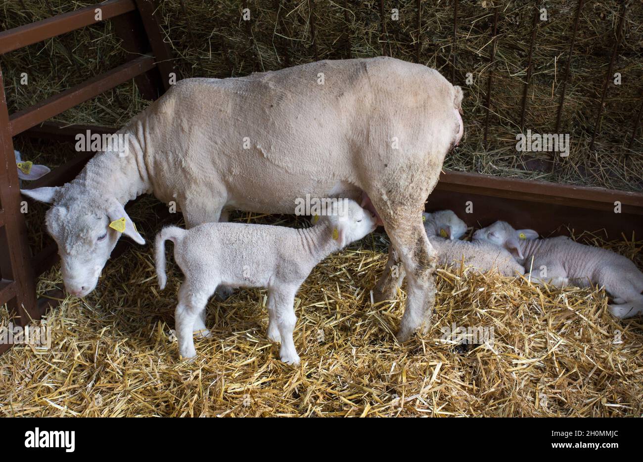 New born lamb suckling milk from mother sheep in the barn Stock Photo ...