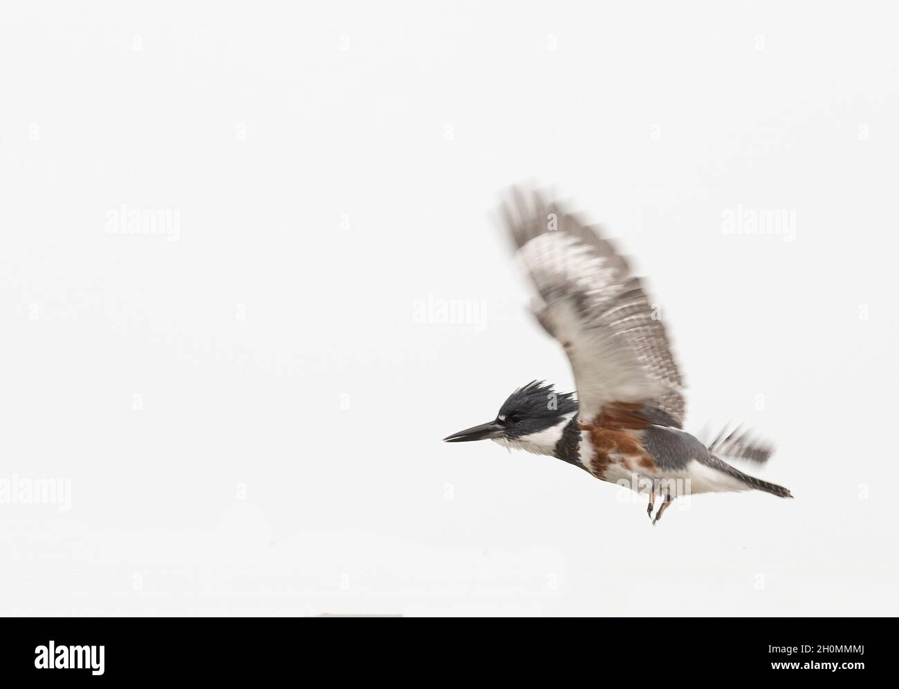 Belted kingfisher in flight, Esquimalt Lagoon, Colwood, BC Stock Photo