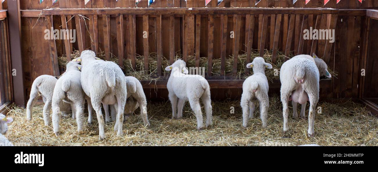 Rear view of sheep and lambs eating from wooden manger in barn Stock Photo