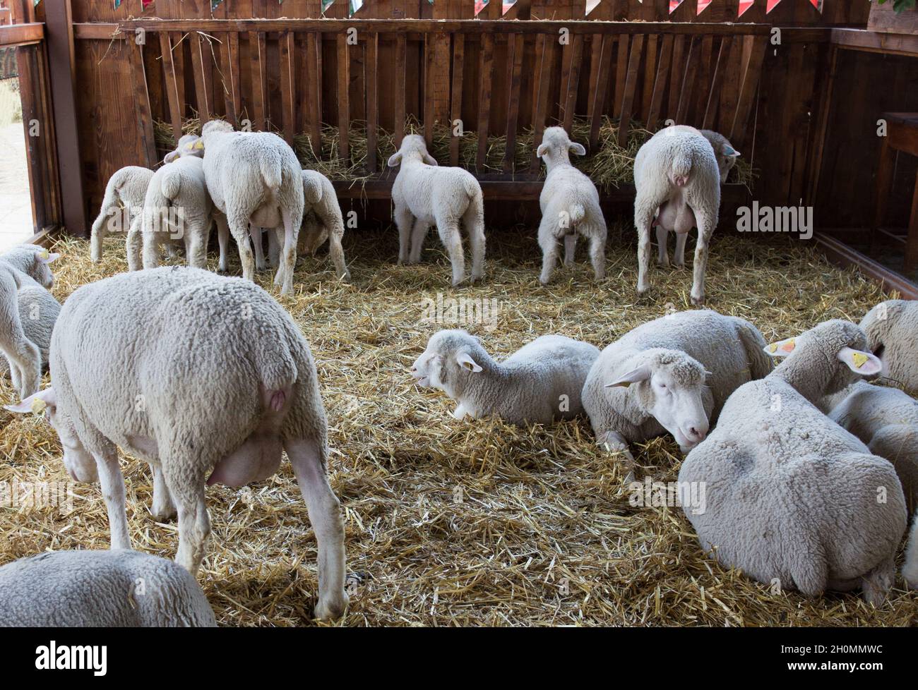 Group of sheep laying on straw while lambs eating hay from wooden manger in barn Stock Photo