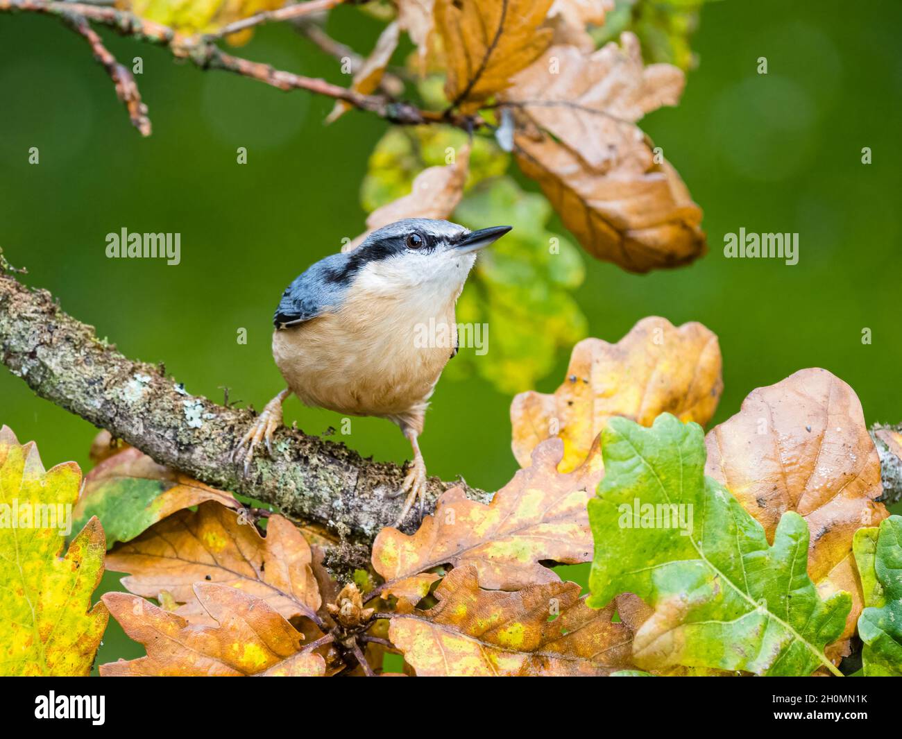 A European nuthatch foraging in autumn in mid Wales Stock Photo