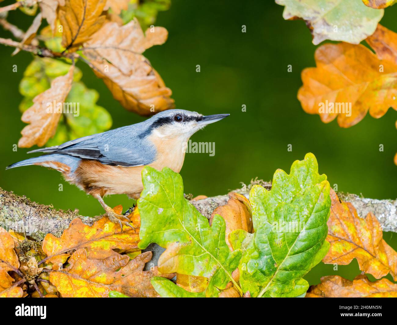 A European nuthatch foraging in autumn in mid Wales Stock Photo