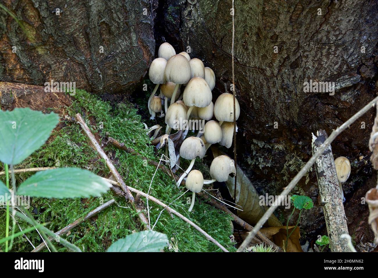 Fungi - Mica cap (Coprinellus) also known as Glistening Inkcap and Shiny cap, Coprinellus micaceus. Stock Photo