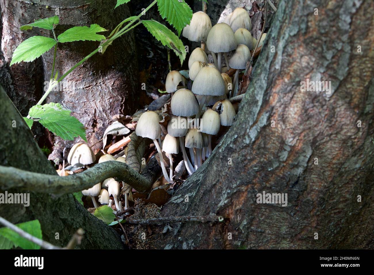Fungi - Mica cap (Coprinellus) also known as Glistening Inkcap and Shiny cap, Coprinellus micaceus. Stock Photo