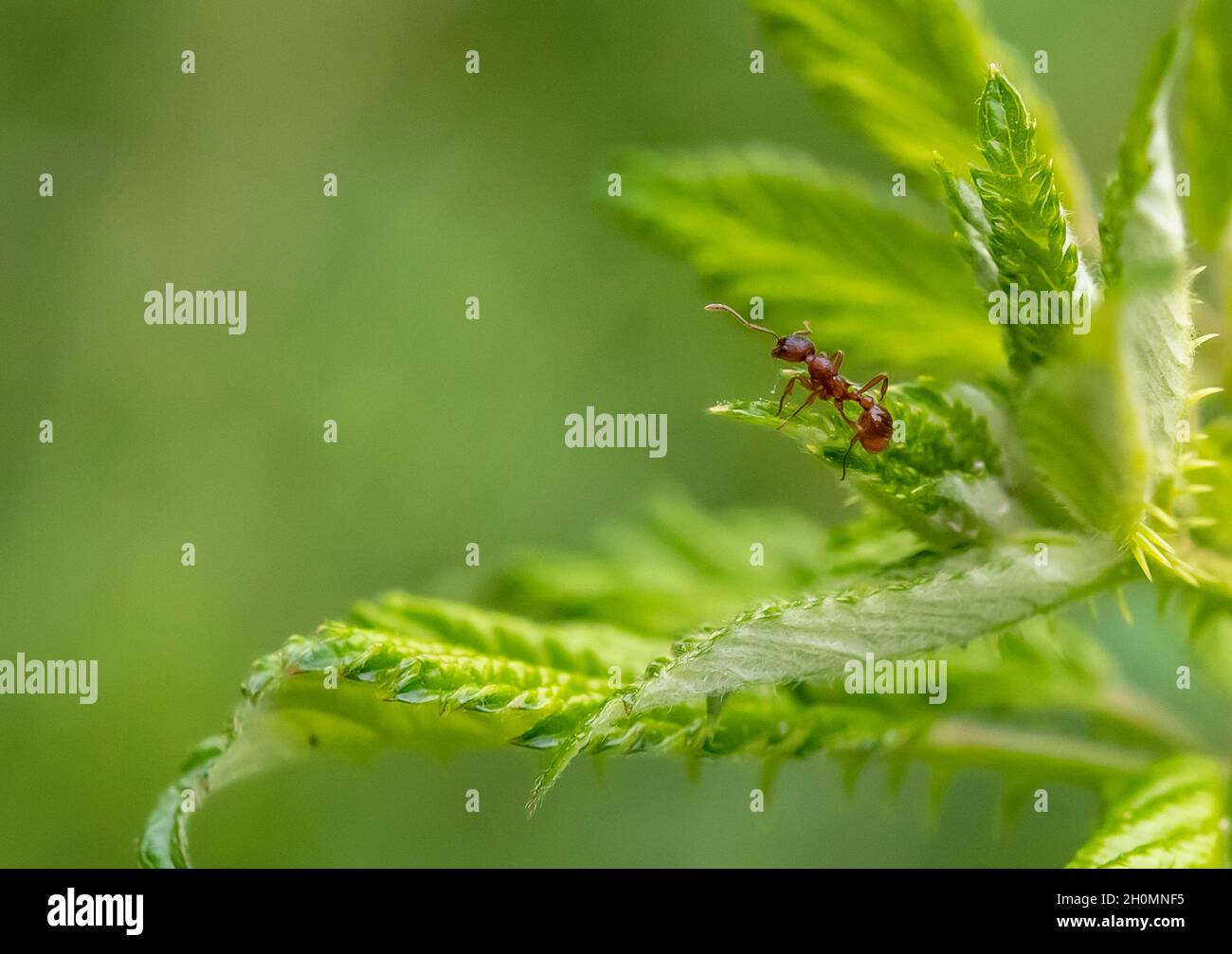 single ant climbing on a green leaf Stock Photo
