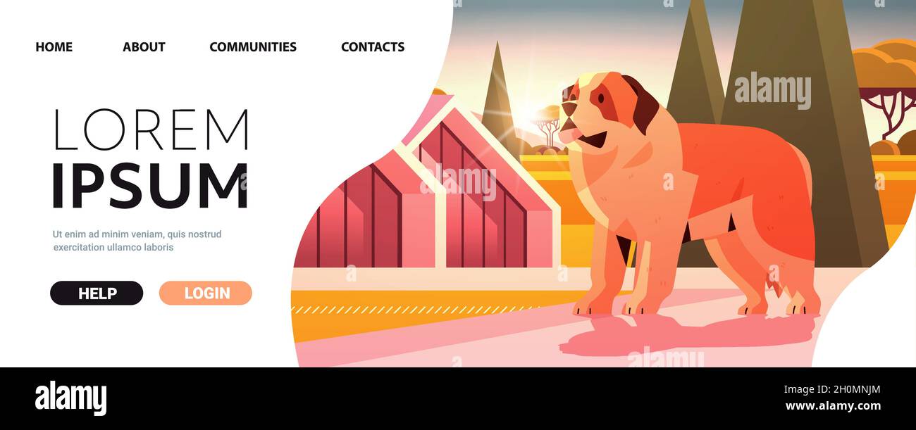 Short-haired saint bernard dog walking outdoor furry friend domestic ...