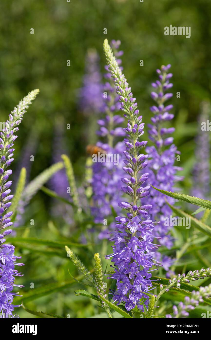 Close up of garden speedwell (veronica longifolia) flowers in bloom